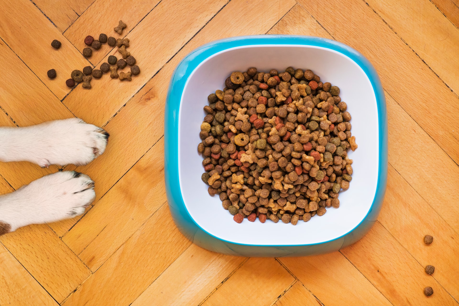 L’alimentation de votre chien