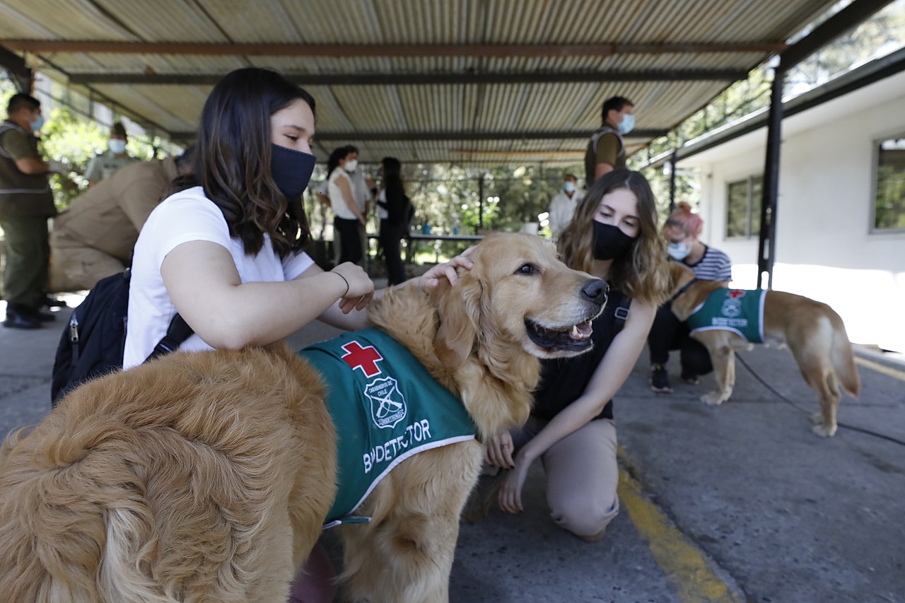 CHIENS DEPISTEURS DU COVID-19