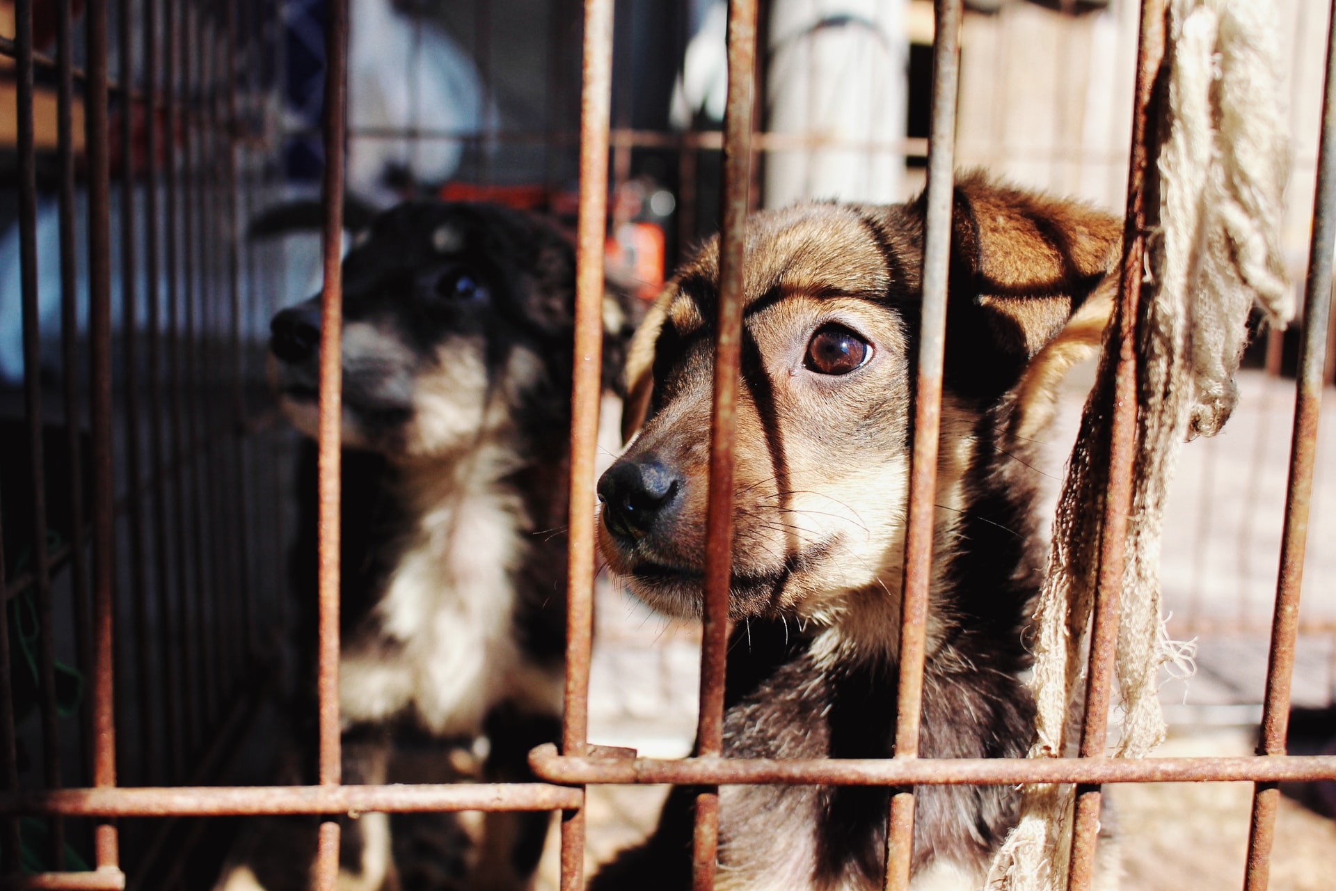 Bien-être animal : que contient le projet de loi LREM