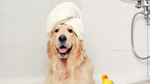 Golden retriever in a towel turban sitting in the bathtub