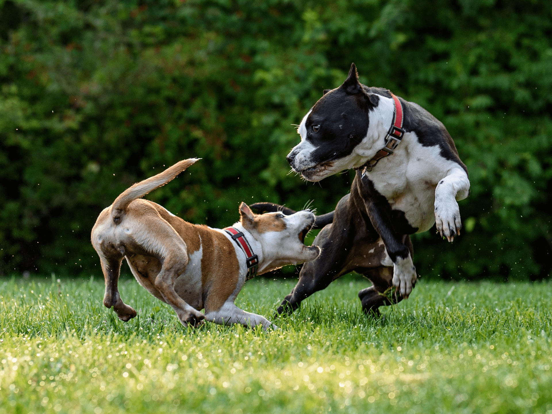 dogs-attacking-min