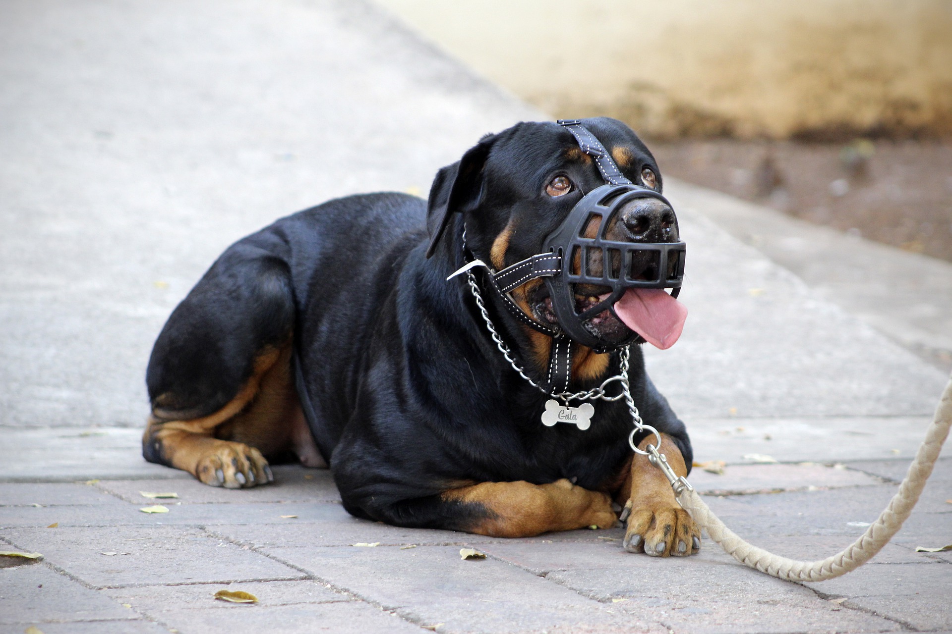 Les chiens dangereux