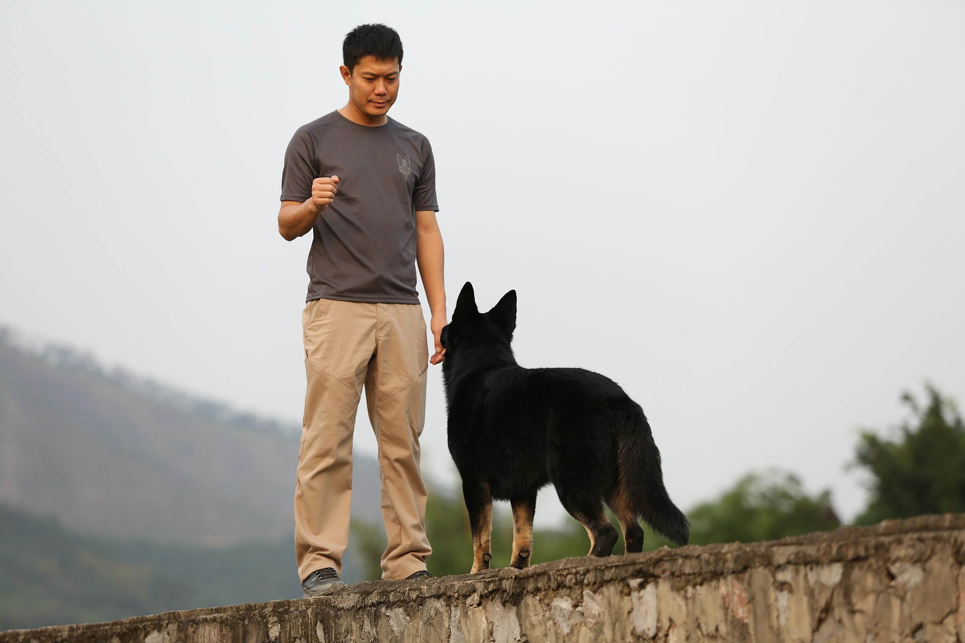 shepherd-3494519_1920